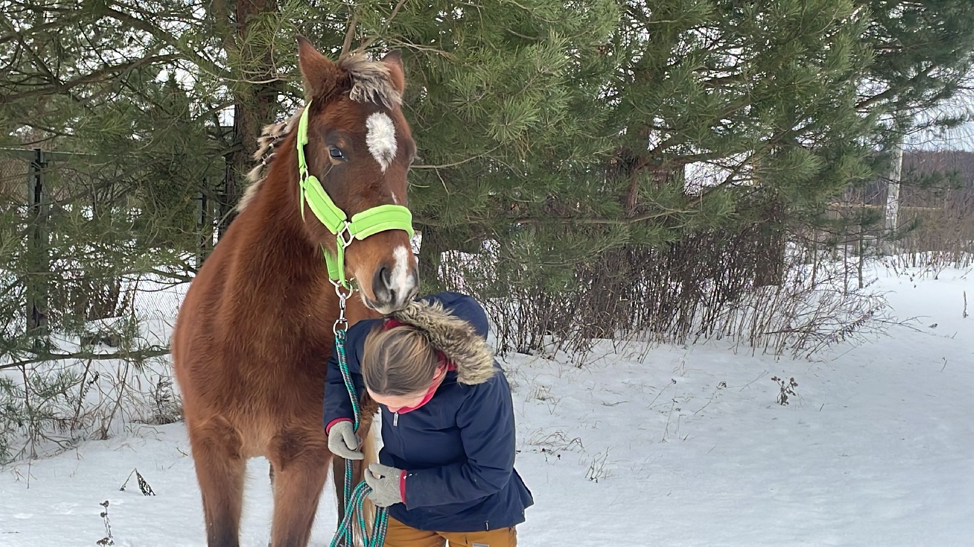 Волоколамск, спасли лошадь,
