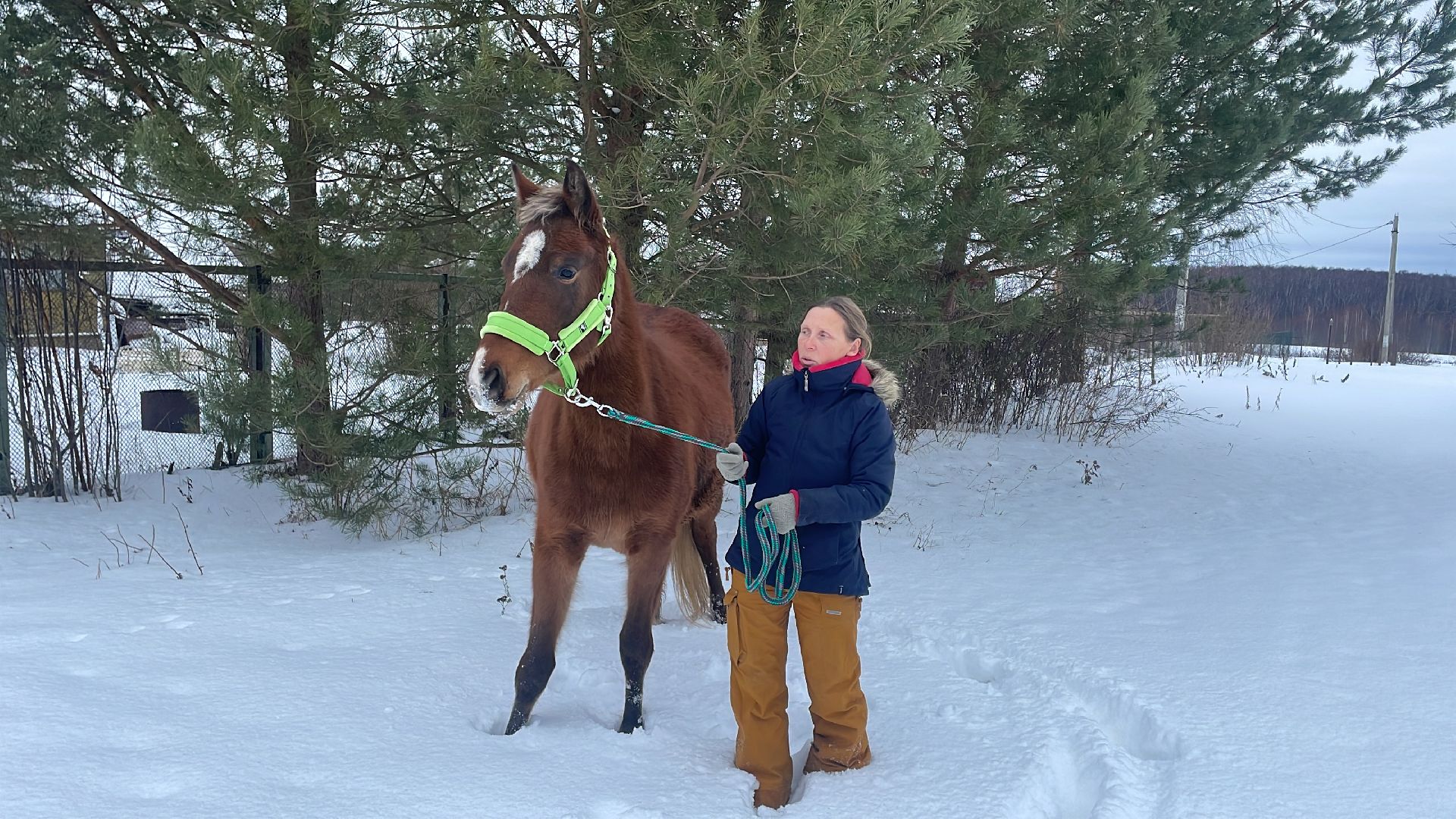 Волоколамск, спасли лошадь,