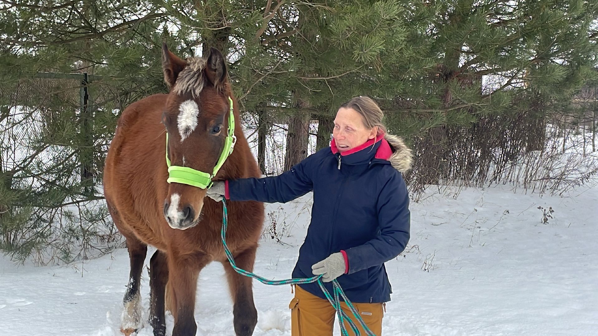 Волоколамск, спасли лошадь,