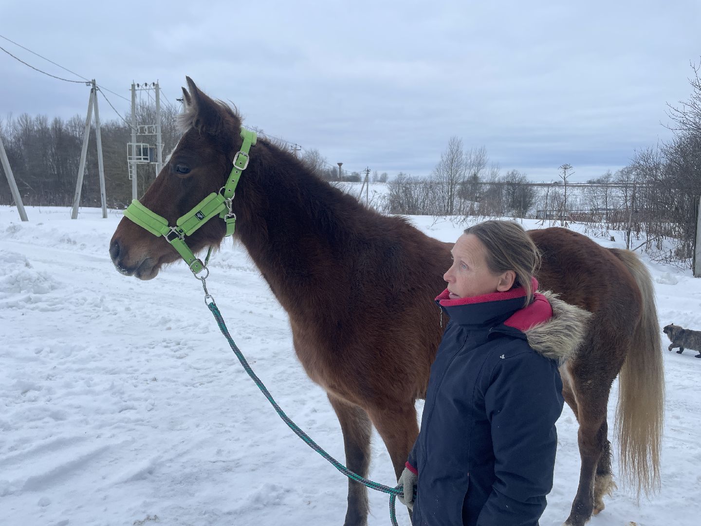 Волоколамск, спасли лошадь,