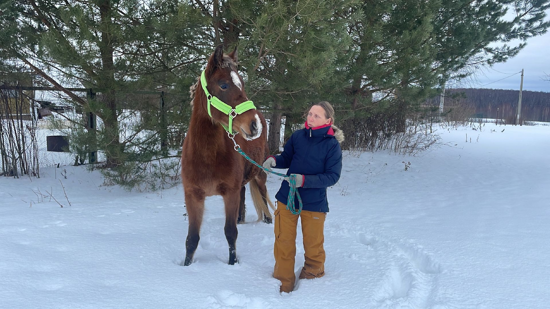 Волоколамск, спасли лошадь,