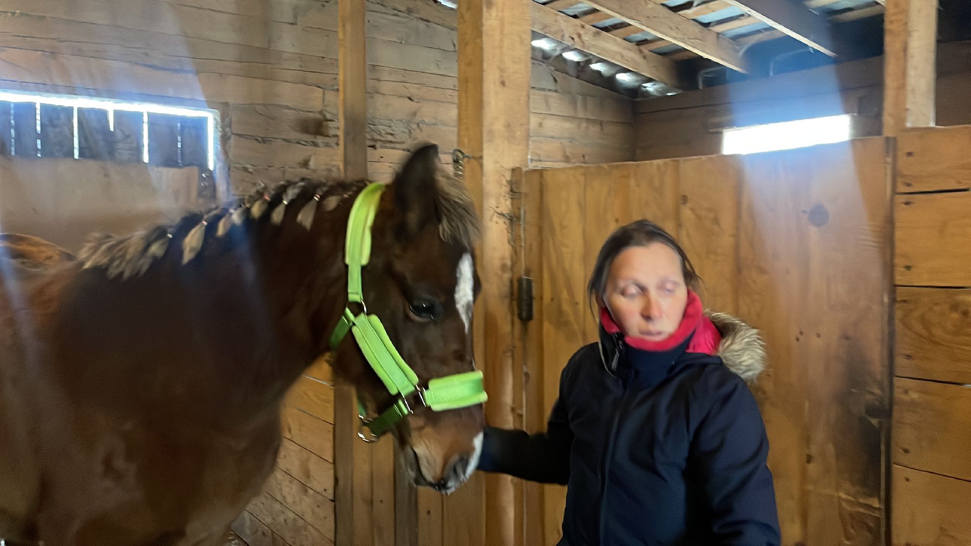 Волоколамск, спасли лошадь,