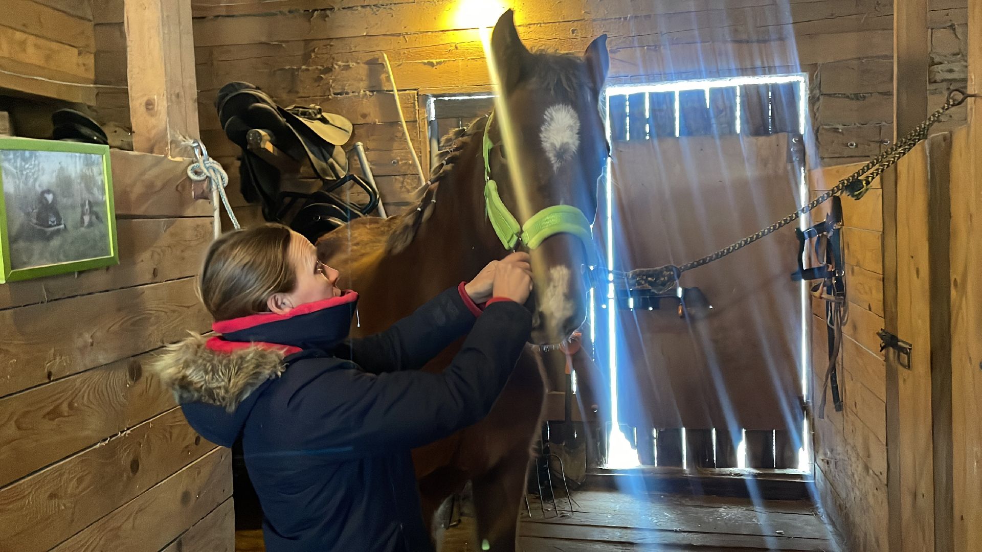 Волоколамск, спасли лошадь,