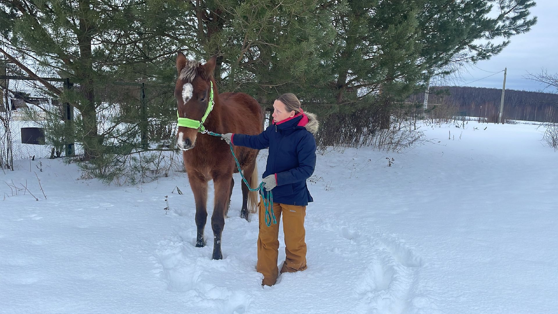 Волоколамск, спасли лошадь,