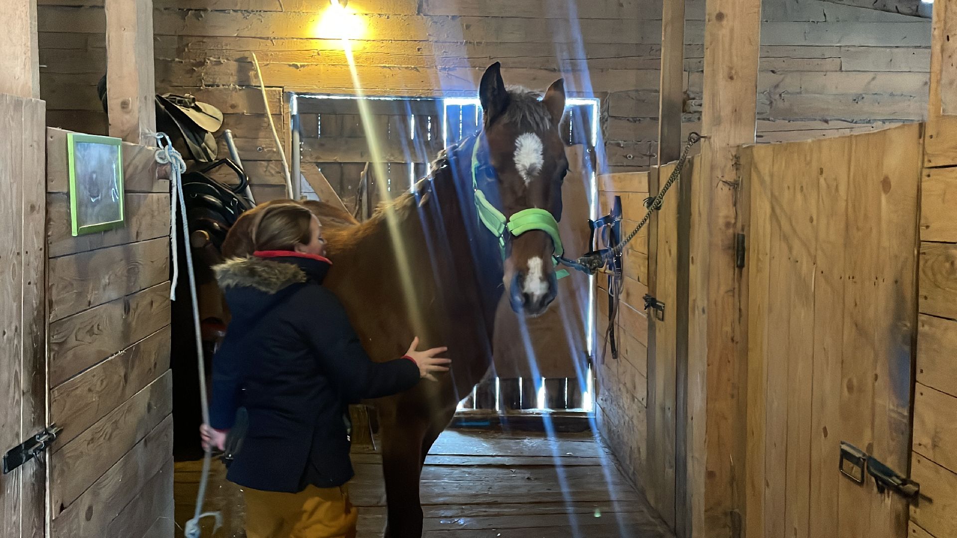 Волоколамск, спасли лошадь,