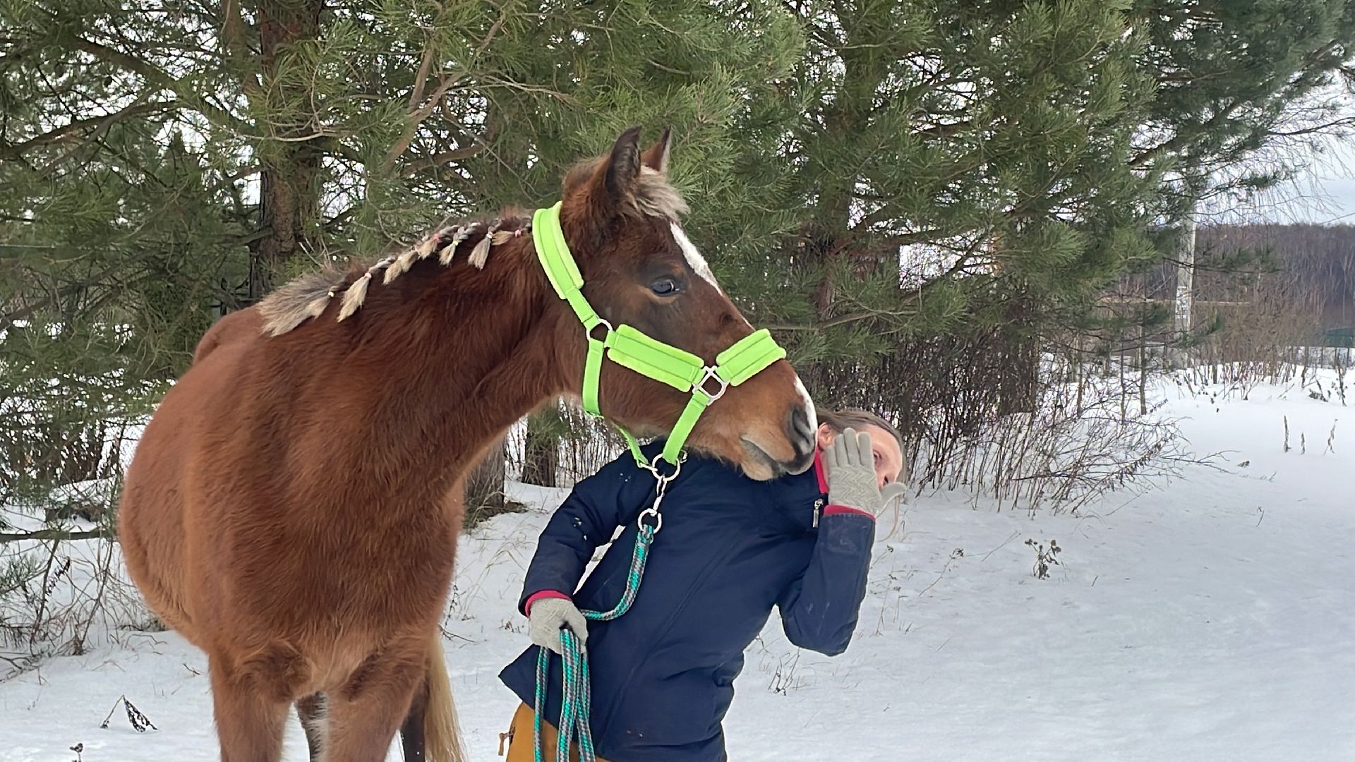 Волоколамск, спасли лошадь,
