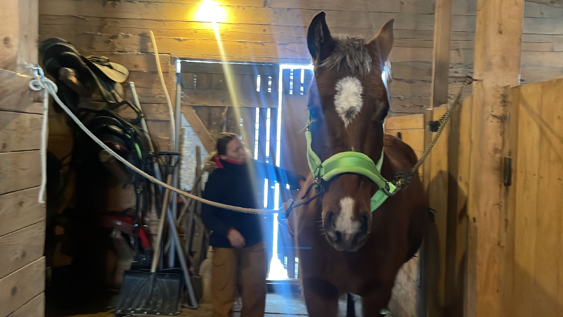 Волоколамск, спасли лошадь,