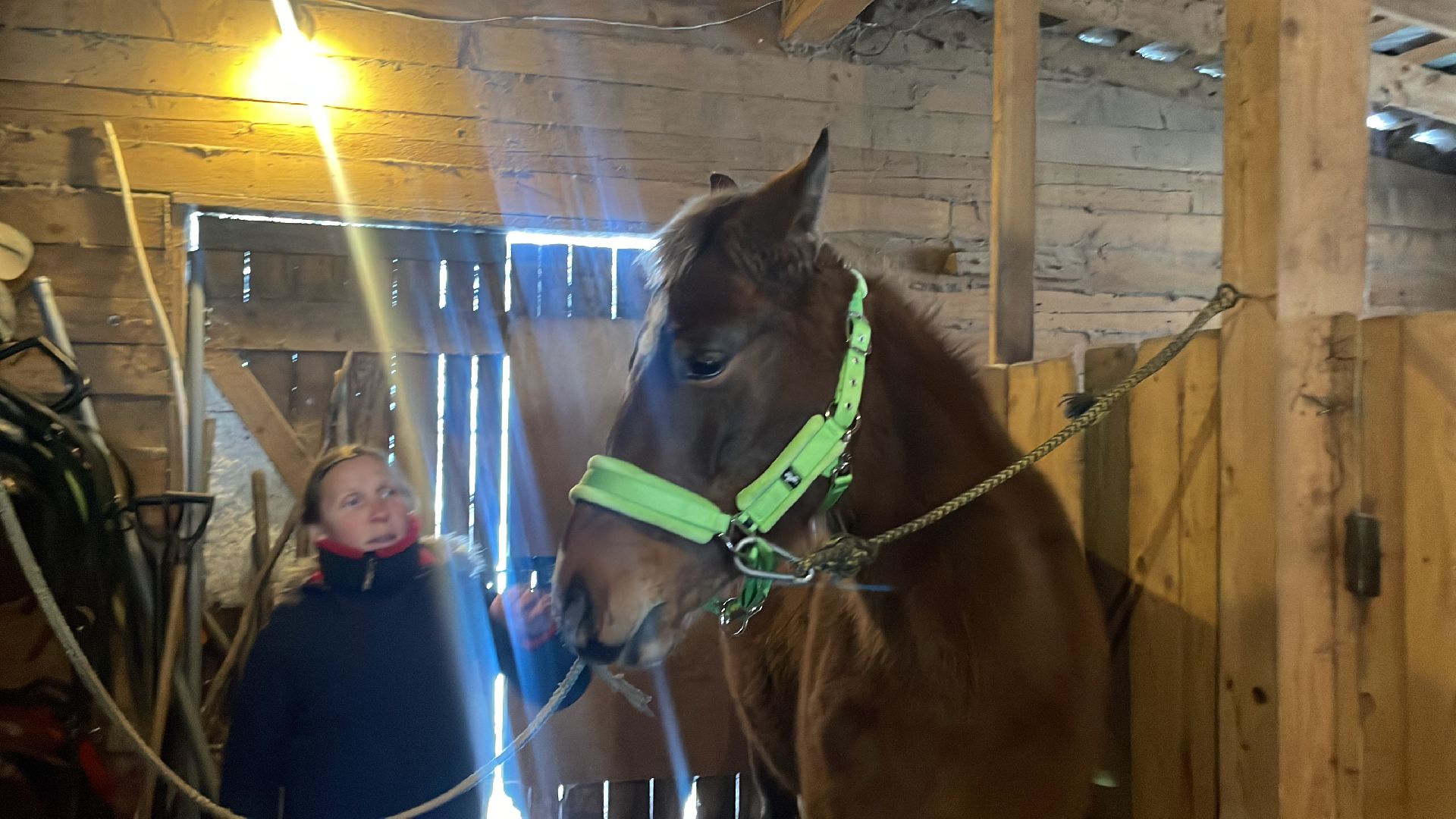 Волоколамск, спасли лошадь,