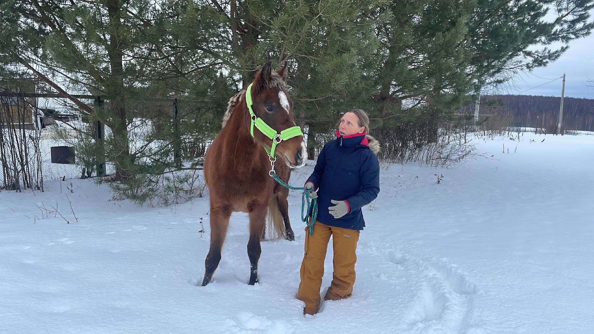 Волоколамск, спасли лошадь,