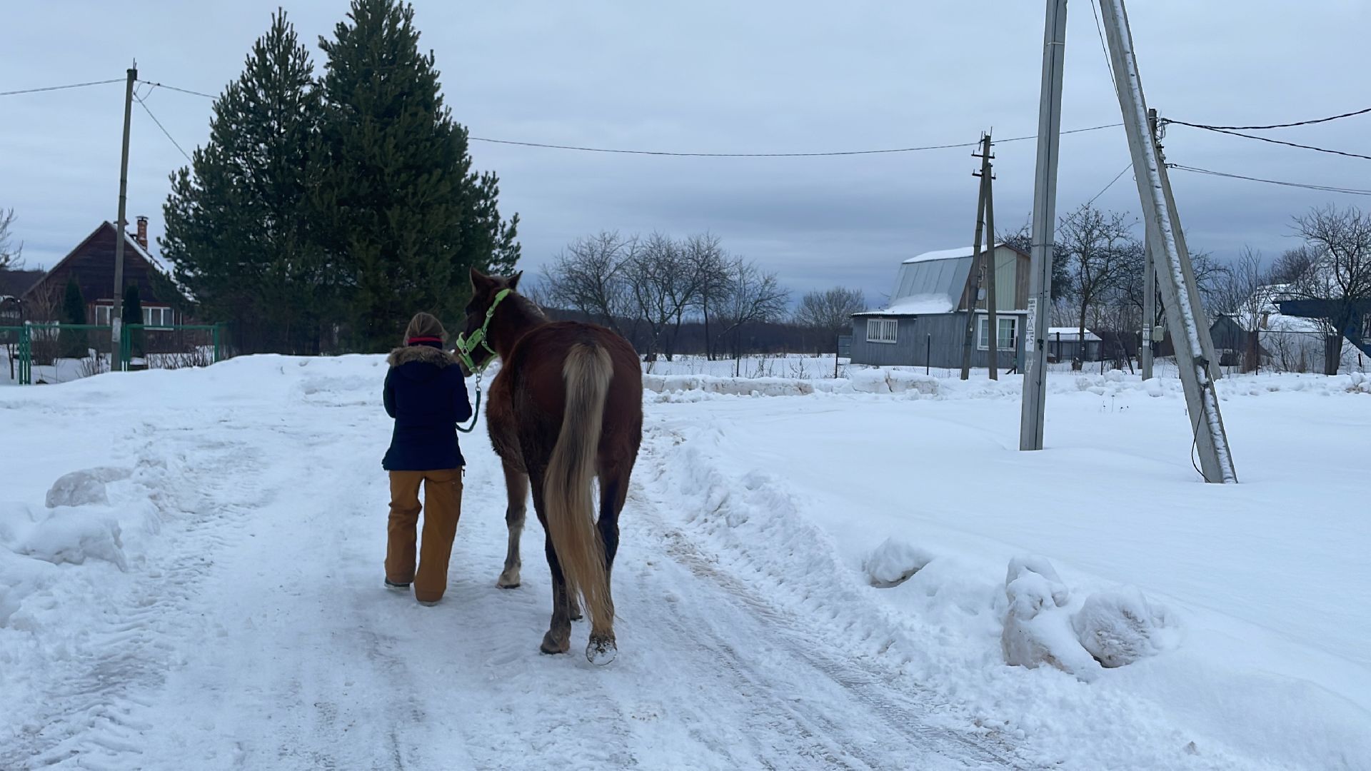 Волоколамск, спасли лошадь,