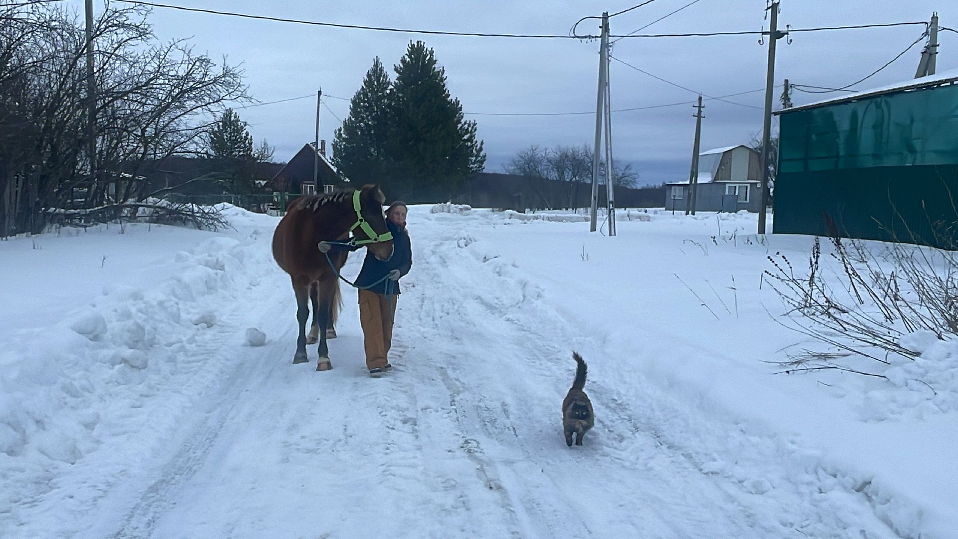 Волоколамск, спасли лошадь,
