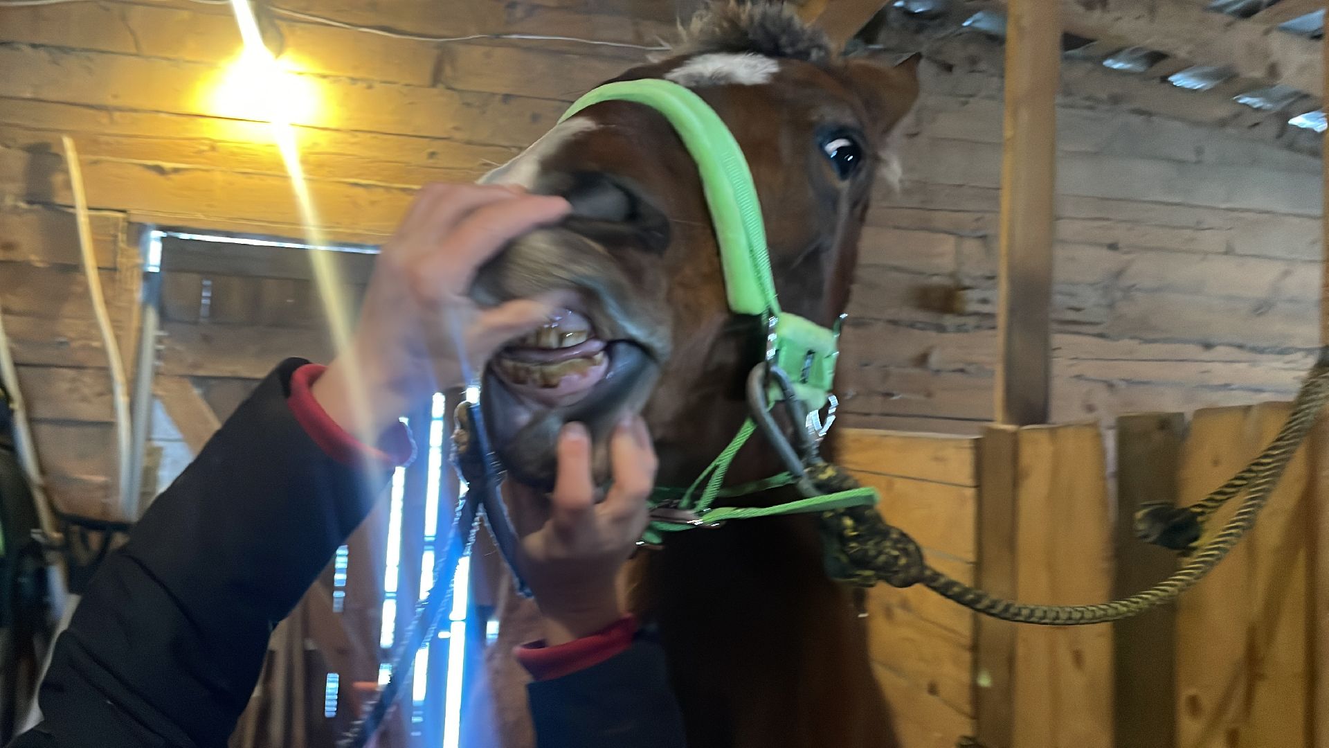 Волоколамск, спасли лошадь,