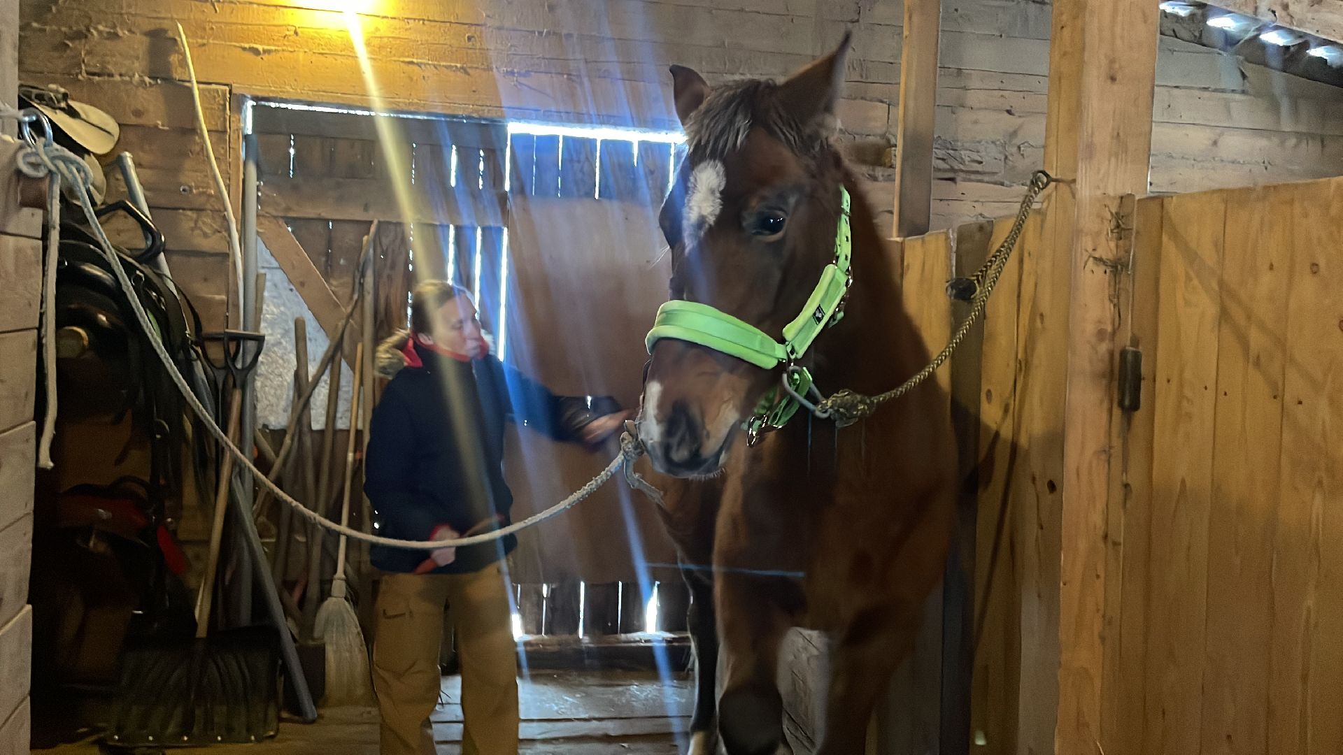 Волоколамск, спасли лошадь,