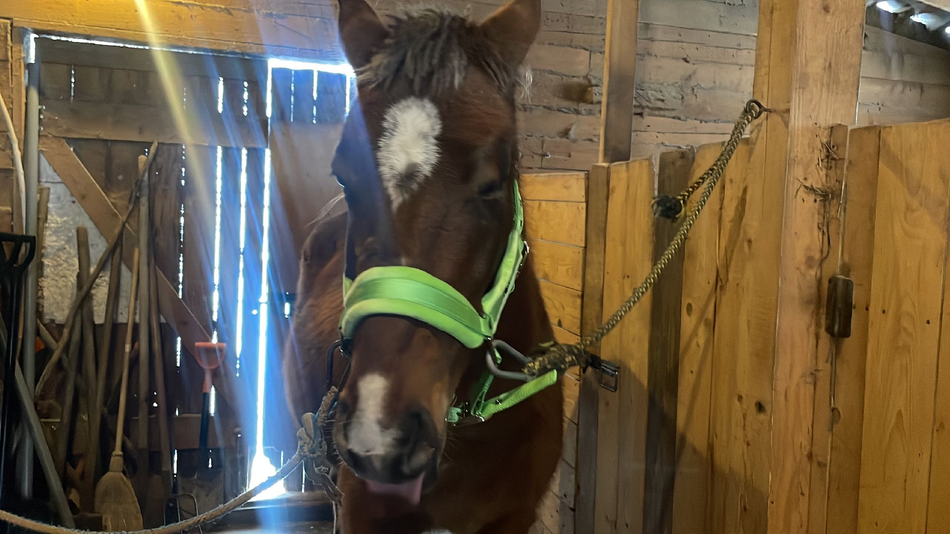 Волоколамск, спасли лошадь,