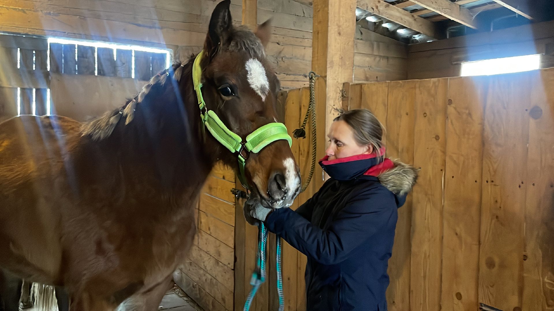 Волоколамск, спасли лошадь,