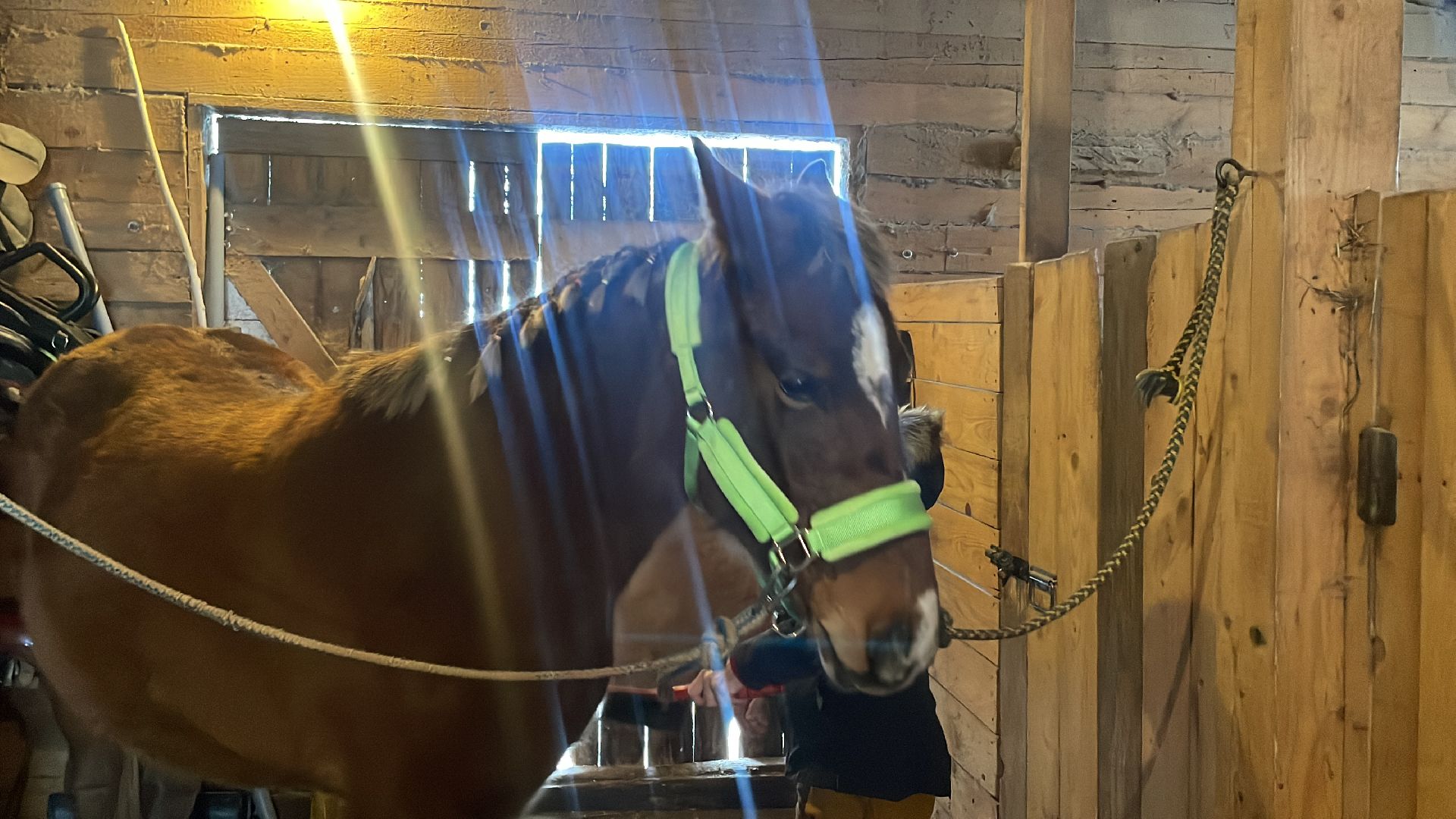 Волоколамск, спасли лошадь,