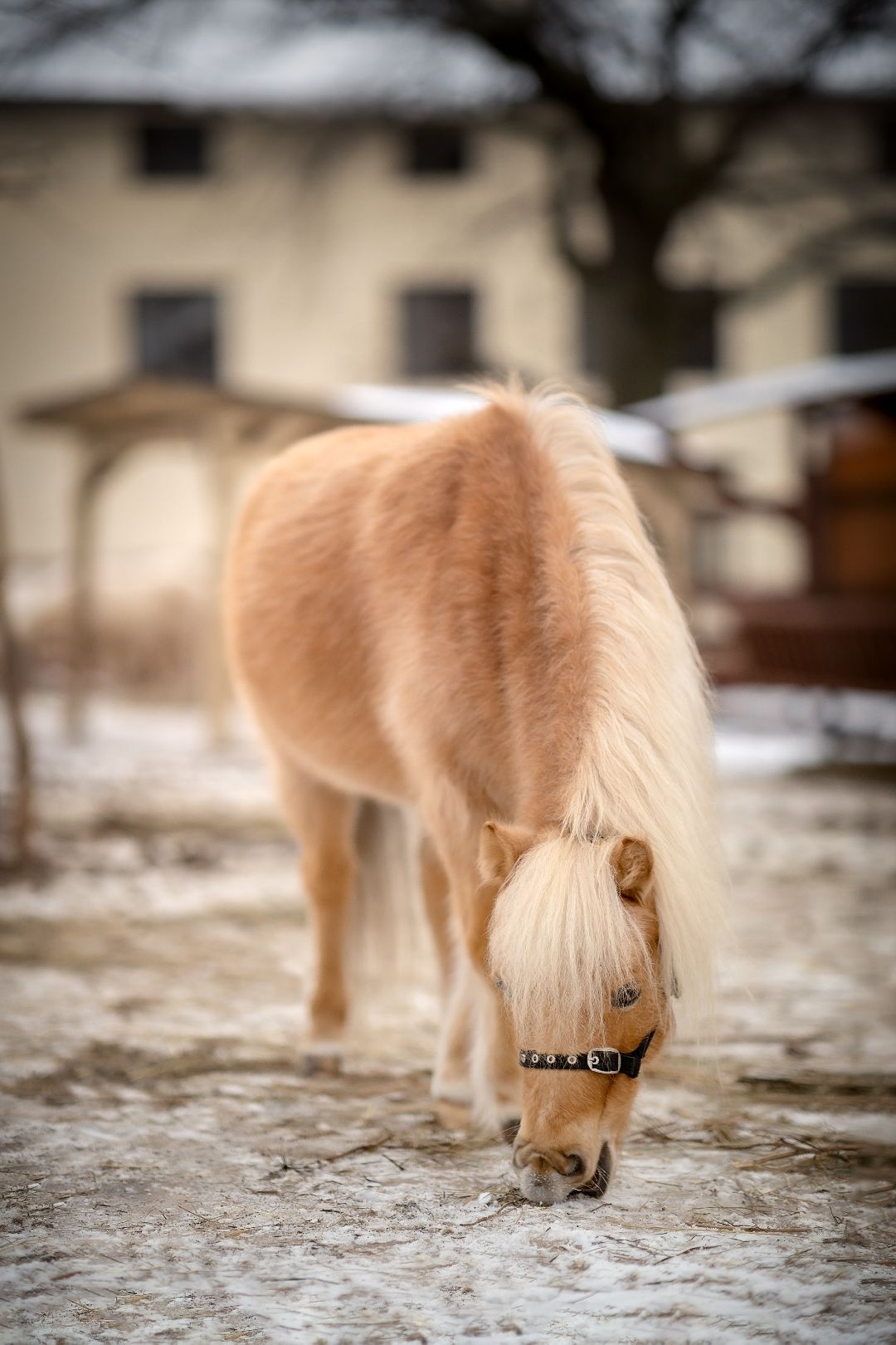 Лыткарино, конеферма, животные