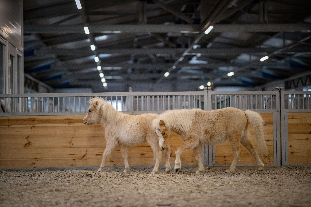 Лыткарино, конеферма, животные