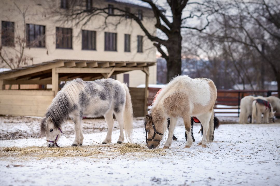 Лыткарино, конеферма, животные