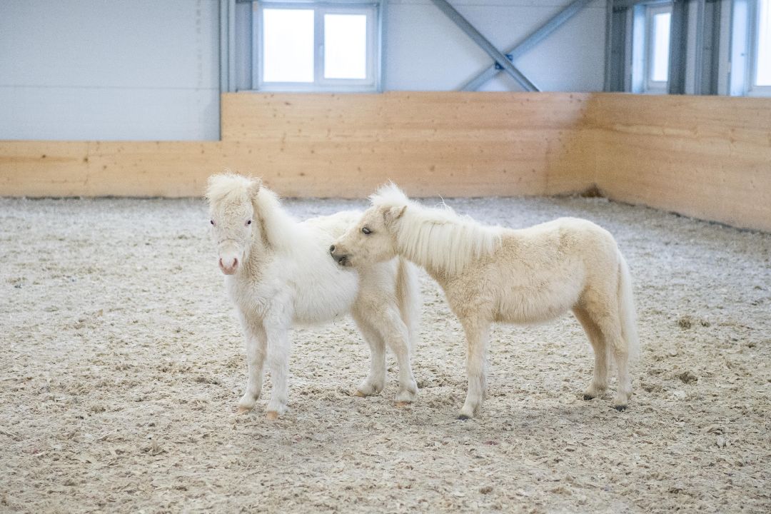 Лыткарино, конеферма, животные