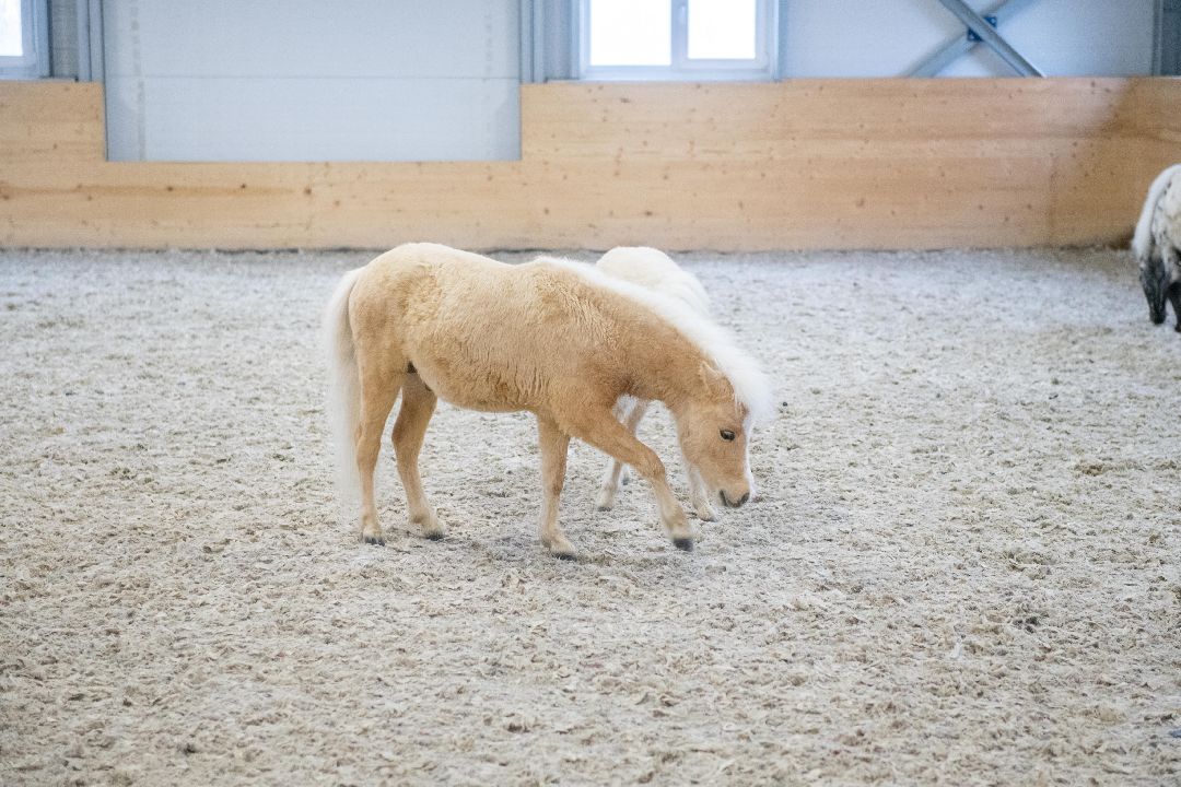 Лыткарино, конеферма, животные