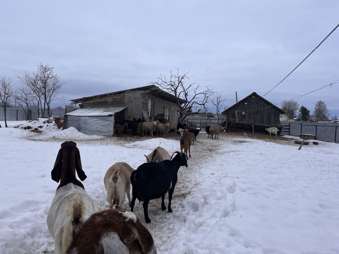 шаховская, козы, ферма, фермерство, фермерское хозяйство,
