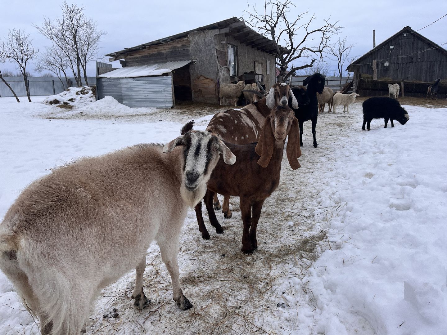 шаховская, козы, ферма, фермерство, фермерское хозяйство,