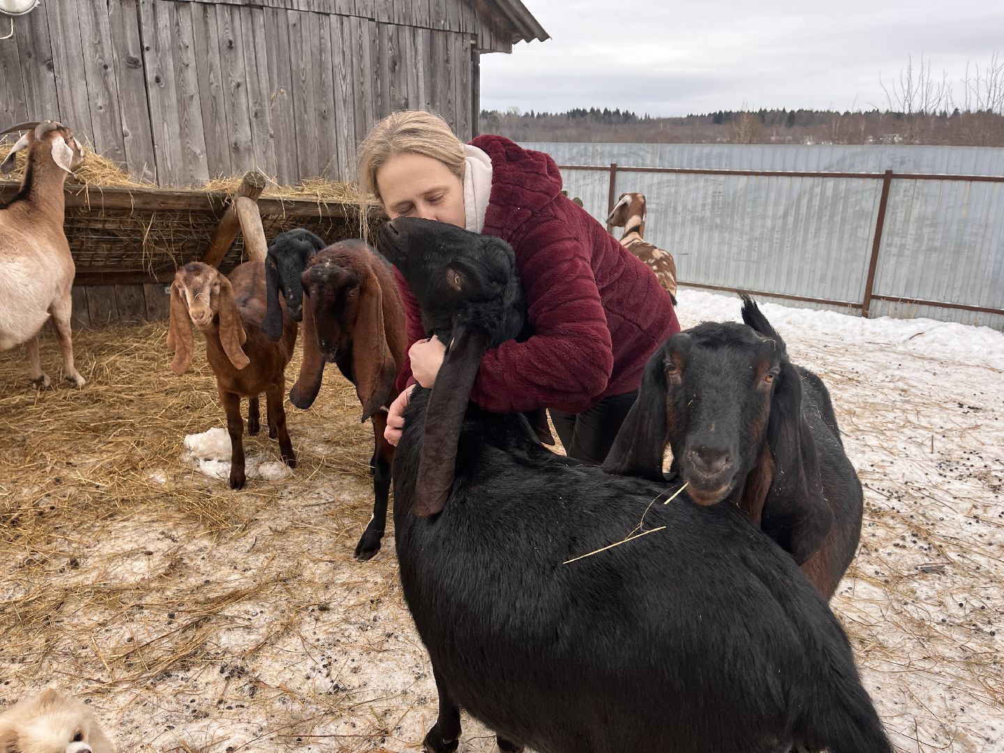 шаховская, козы, ферма, фермерство, фермерское хозяйство,