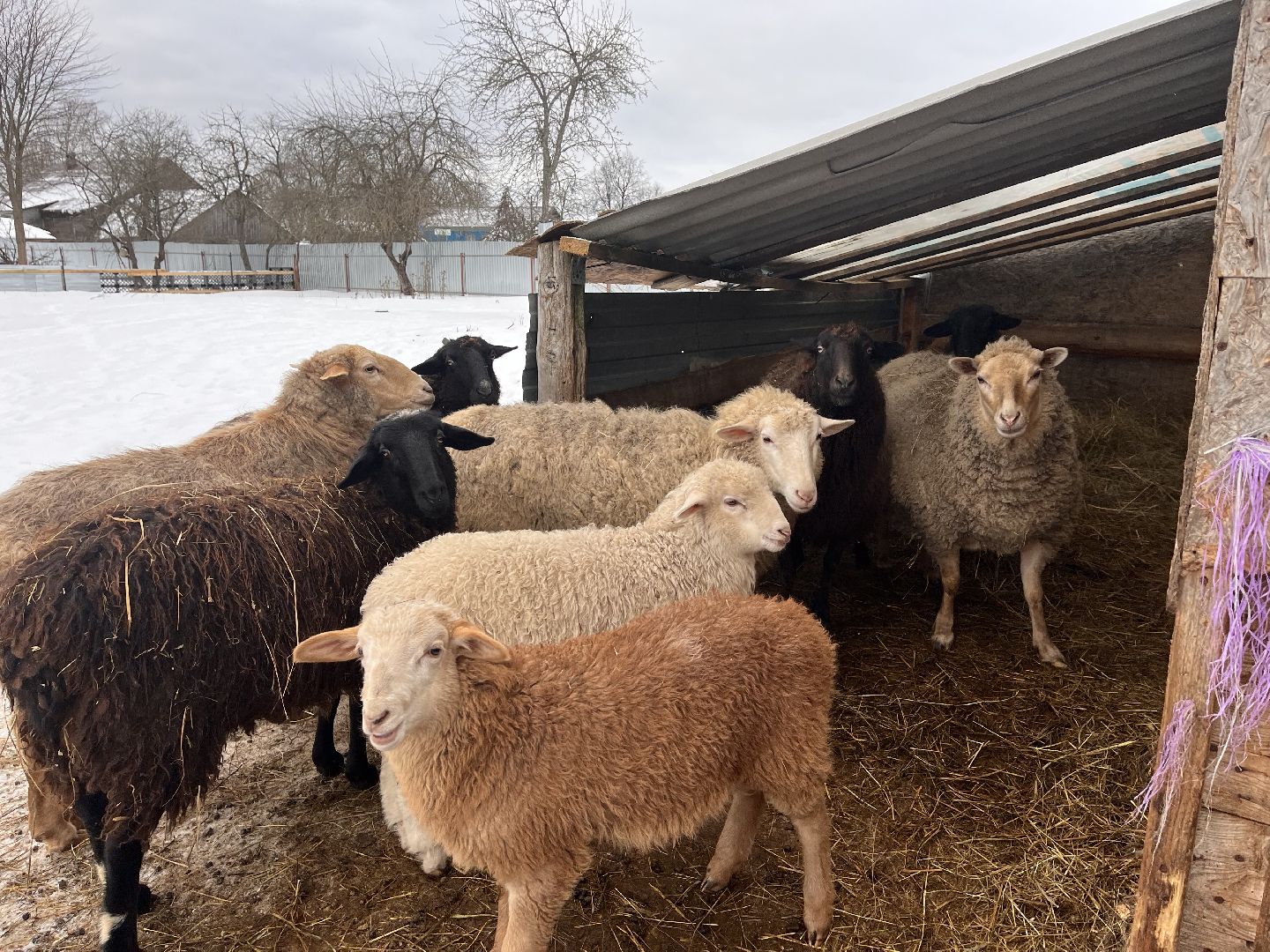 шаховская, козы, ферма, фермерство, фермерское хозяйство,