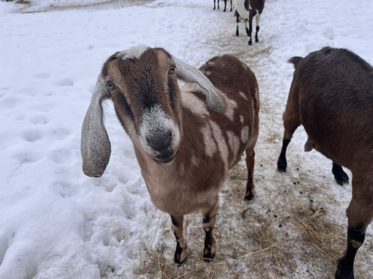 шаховская, козы, ферма, фермерство, фермерское хозяйство,