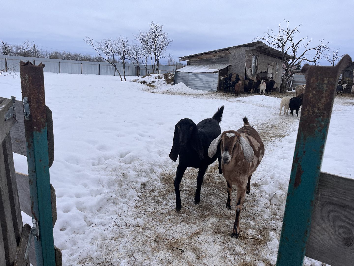 шаховская, козы, ферма, фермерство, фермерское хозяйство,
