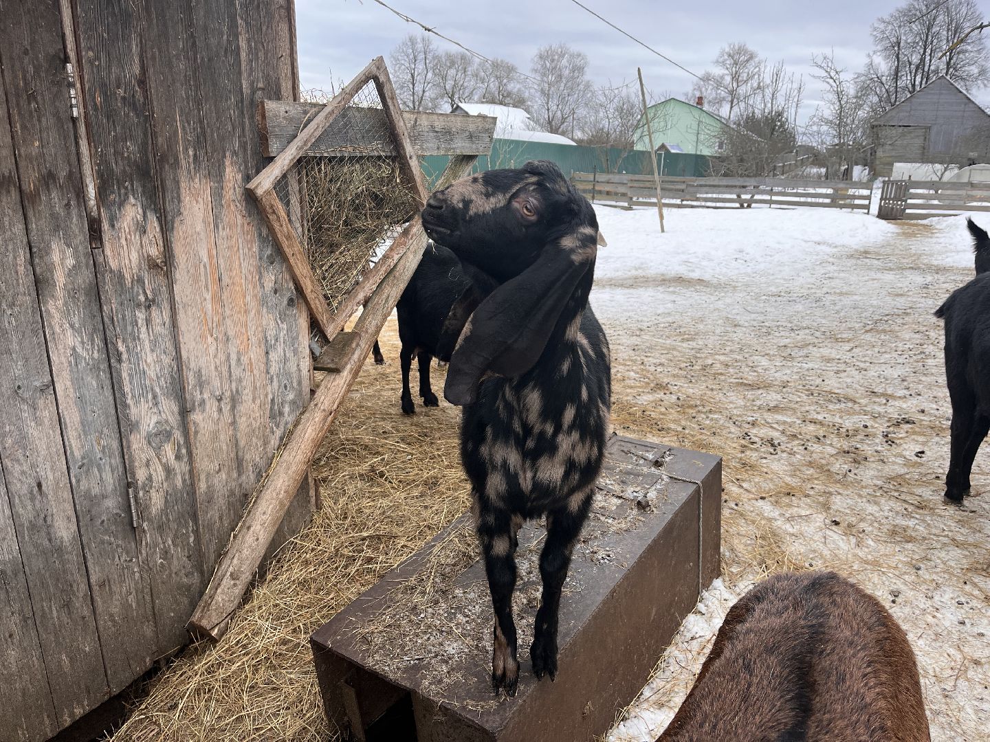 шаховская, козы, ферма, фермерство, фермерское хозяйство,