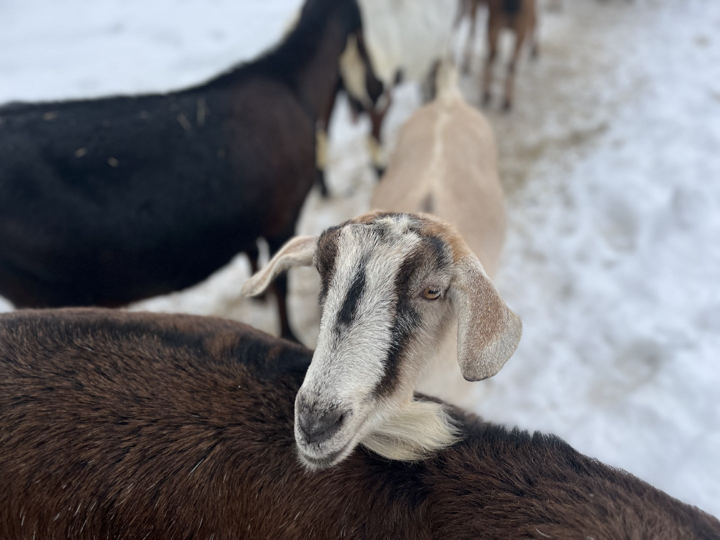 шаховская, козы, ферма, фермерство, фермерское хозяйство,