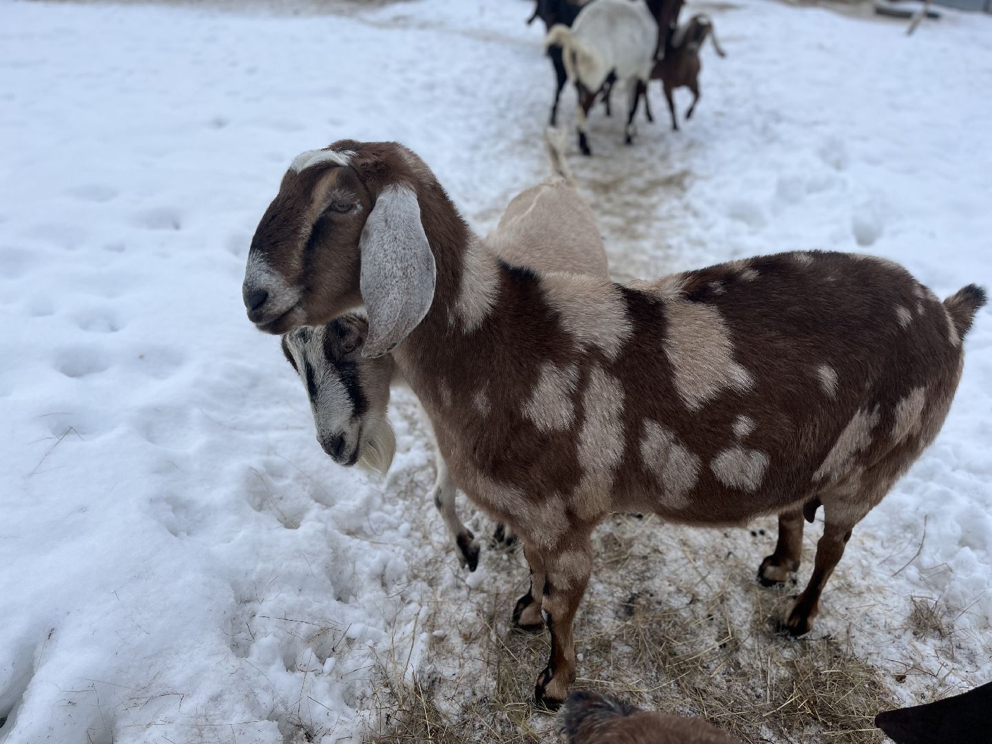 шаховская, козы, ферма, фермерство, фермерское хозяйство,