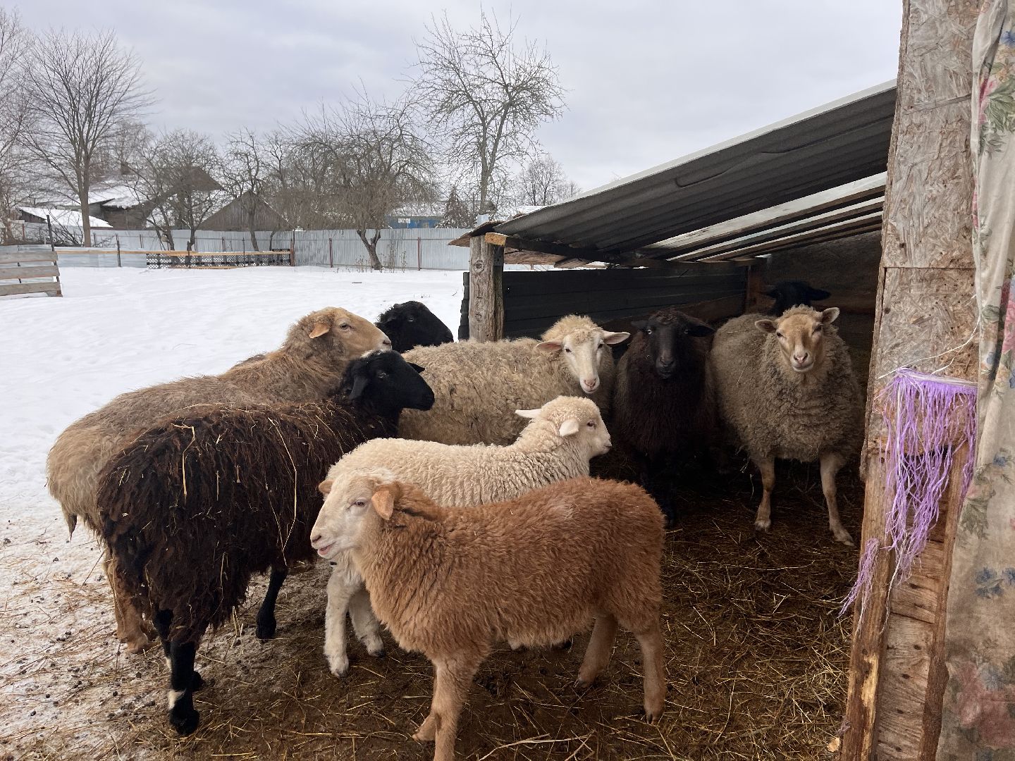 шаховская, козы, ферма, фермерство, фермерское хозяйство,