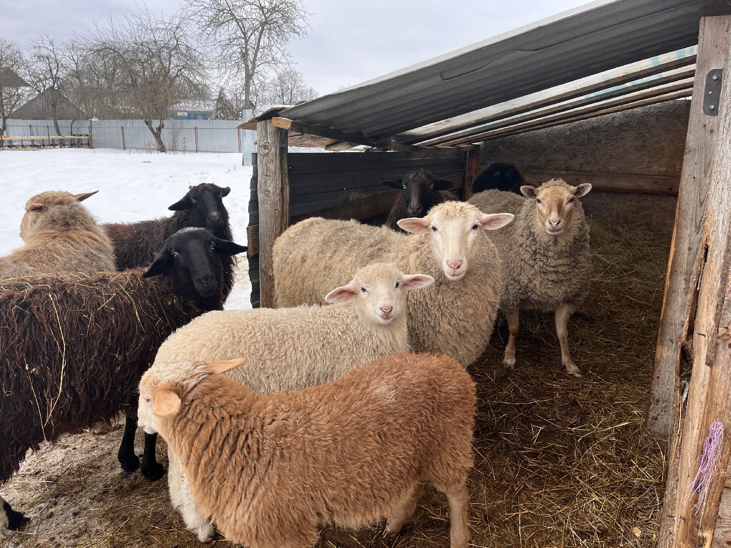 шаховская, козы, ферма, фермерство, фермерское хозяйство,