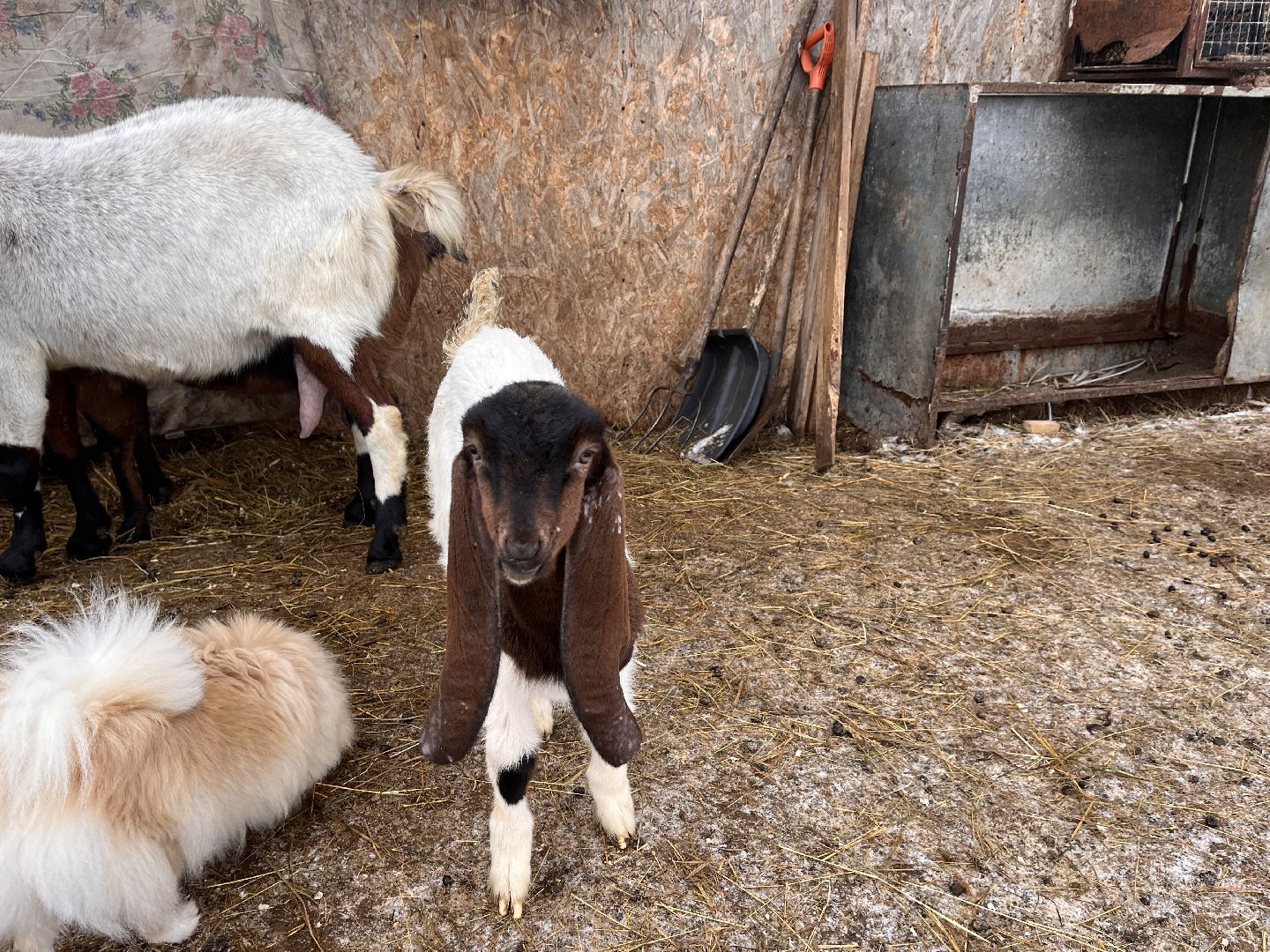 шаховская, козы, ферма, фермерство, фермерское хозяйство,