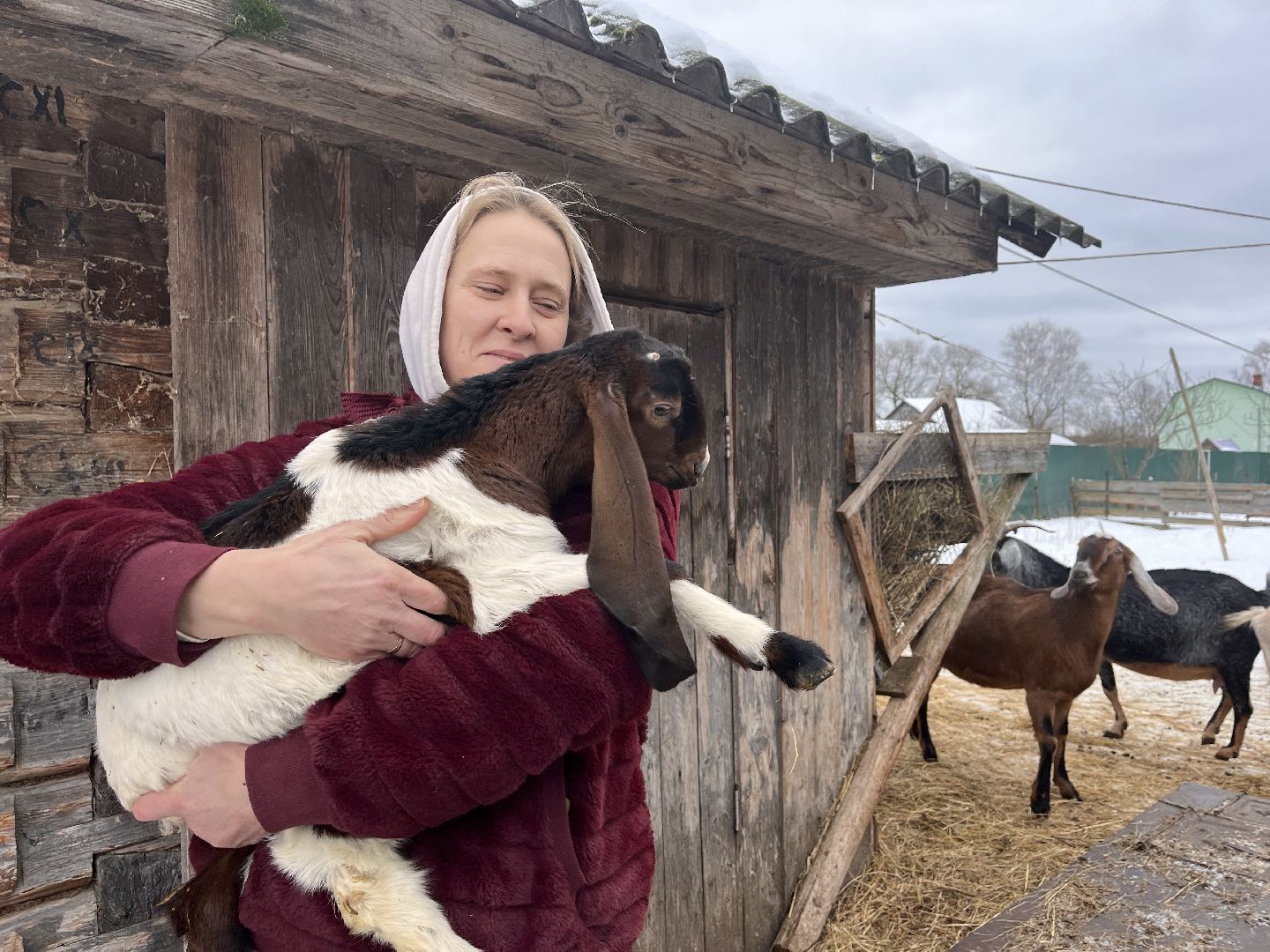 шаховская, козы, ферма, фермерство, фермерское хозяйство,