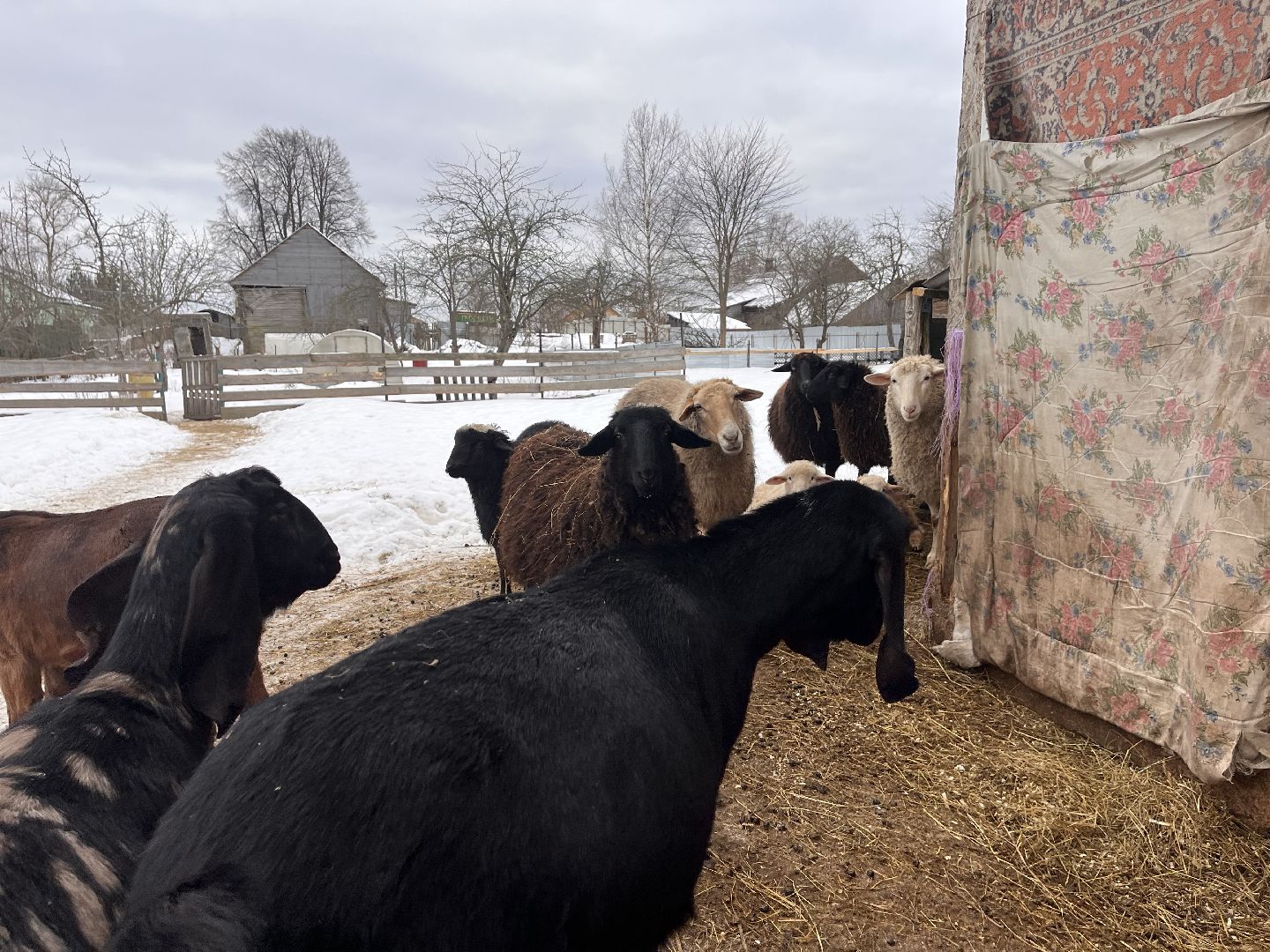 шаховская, козы, ферма, фермерство, фермерское хозяйство,