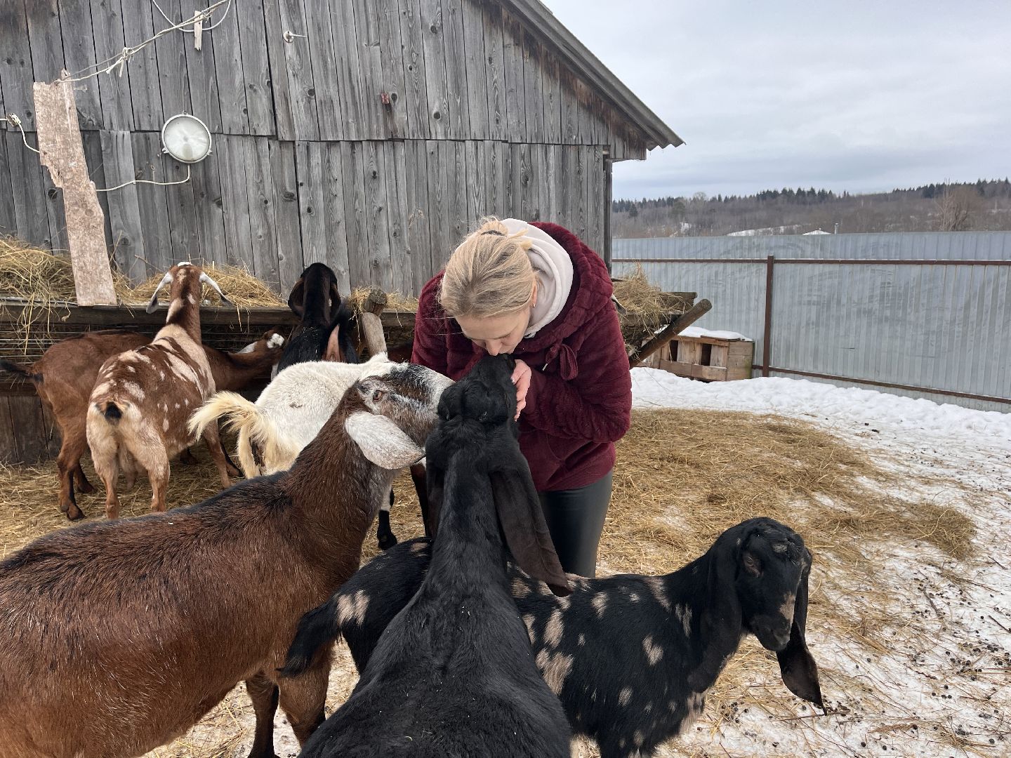 шаховская, козы, ферма, фермерство, фермерское хозяйство,