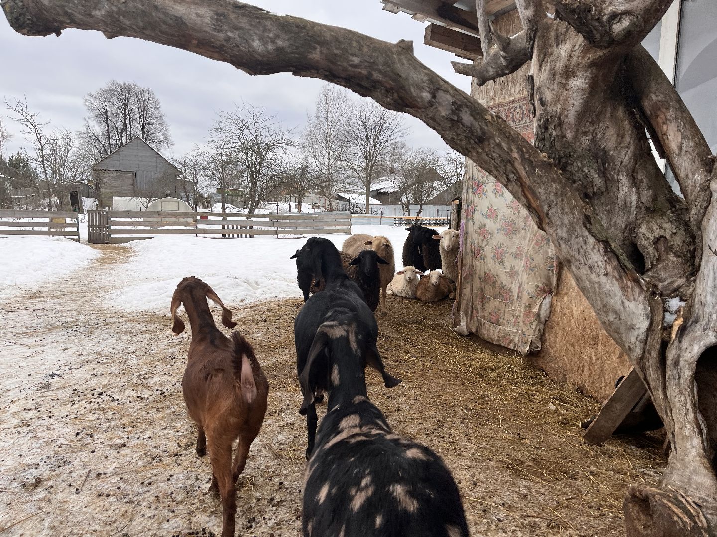 шаховская, козы, ферма, фермерство, фермерское хозяйство,