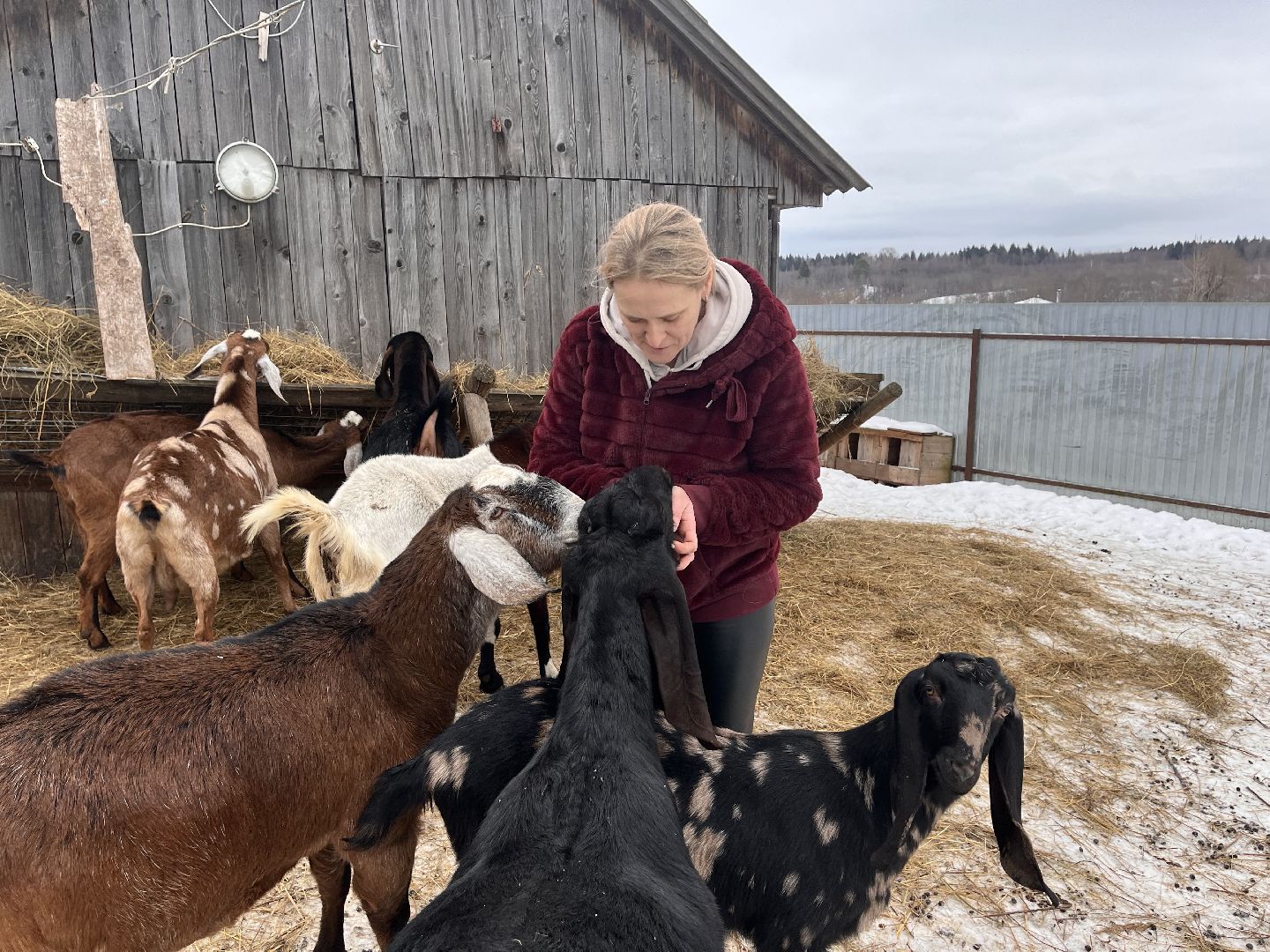 шаховская, козы, ферма, фермерство, фермерское хозяйство,