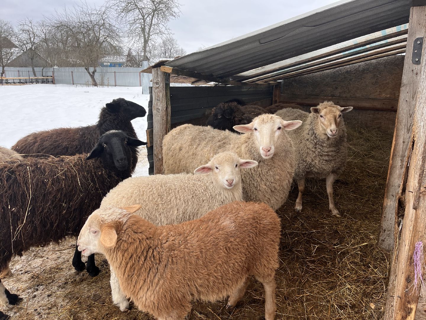 шаховская, козы, ферма, фермерство, фермерское хозяйство,