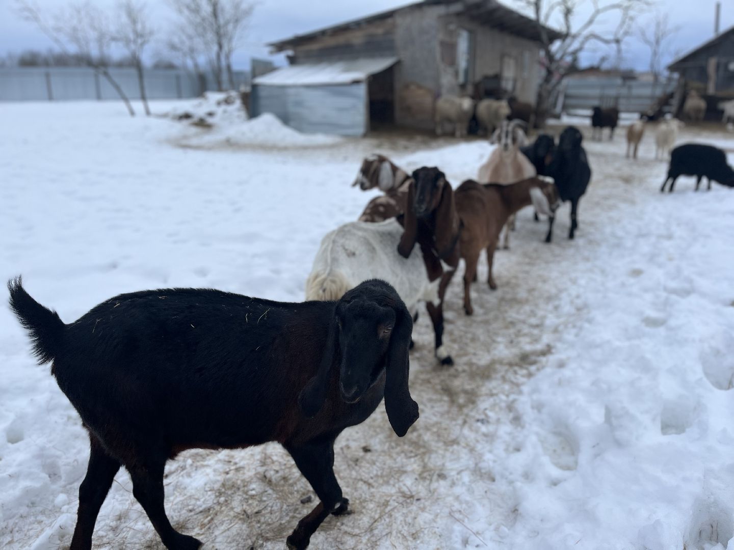 шаховская, козы, ферма, фермерство, фермерское хозяйство,