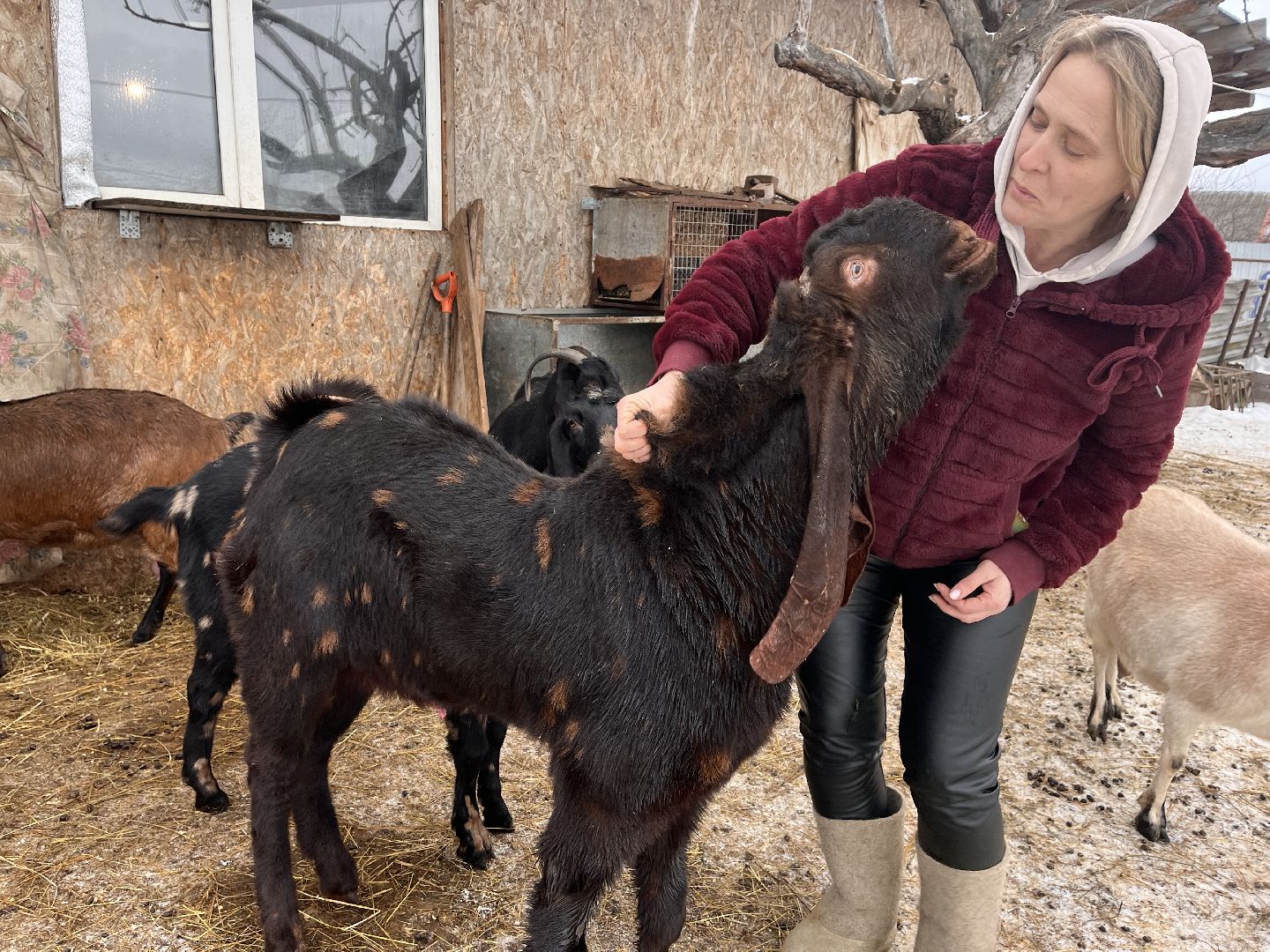 шаховская, козы, ферма, фермерство, фермерское хозяйство,