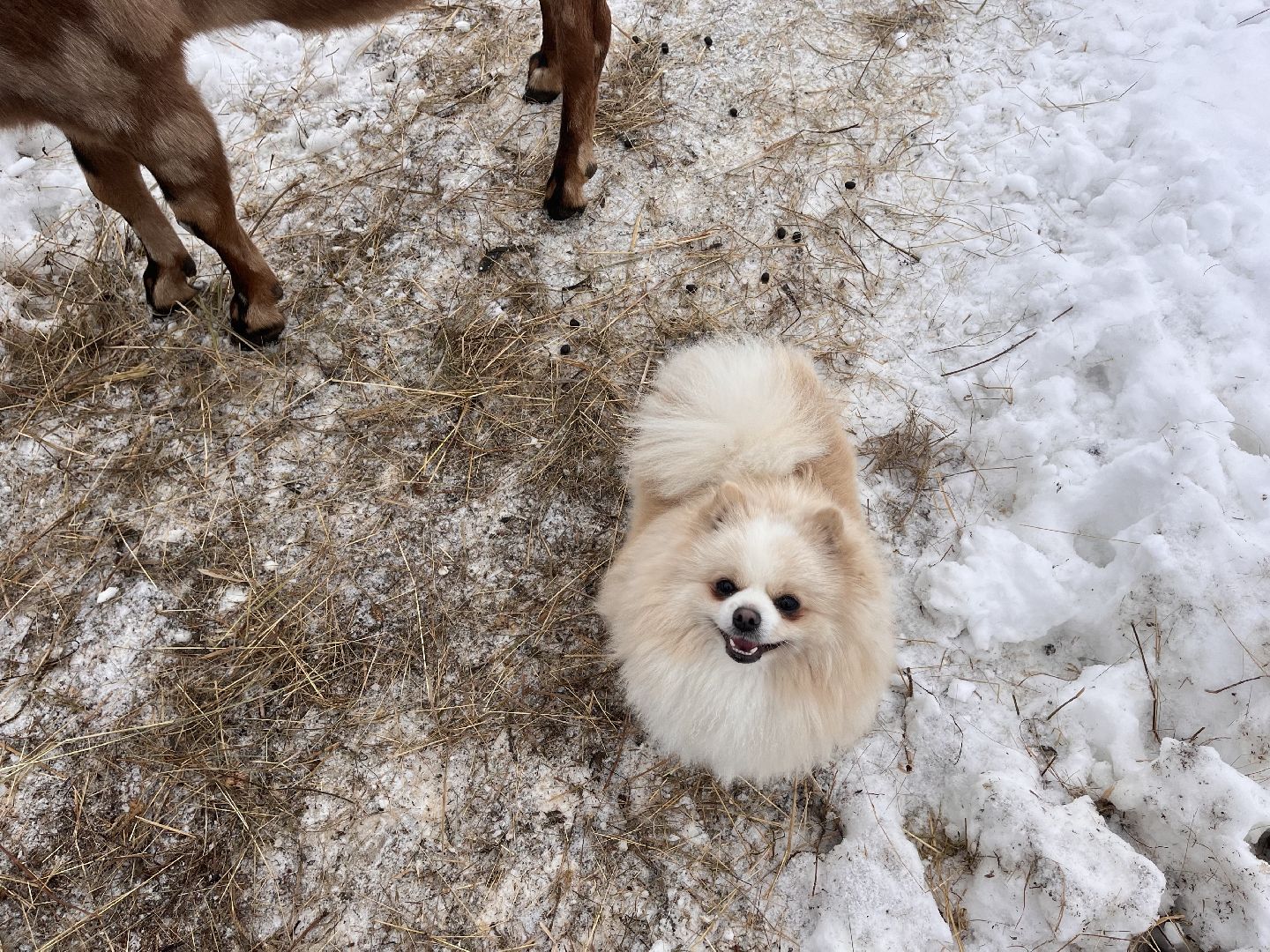 шаховская, козы, ферма, фермерство, фермерское хозяйство,