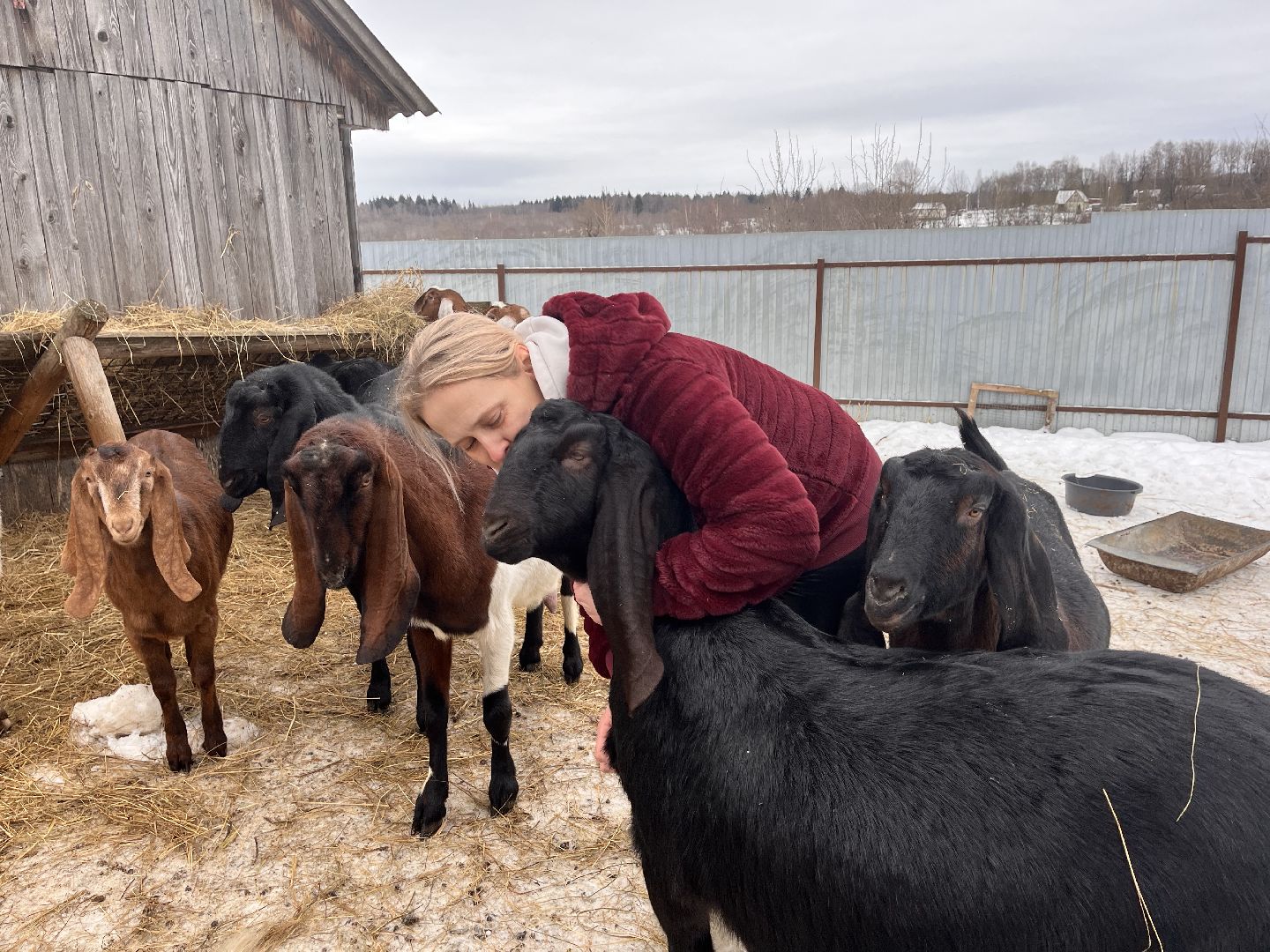 шаховская, козы, ферма, фермерство, фермерское хозяйство,