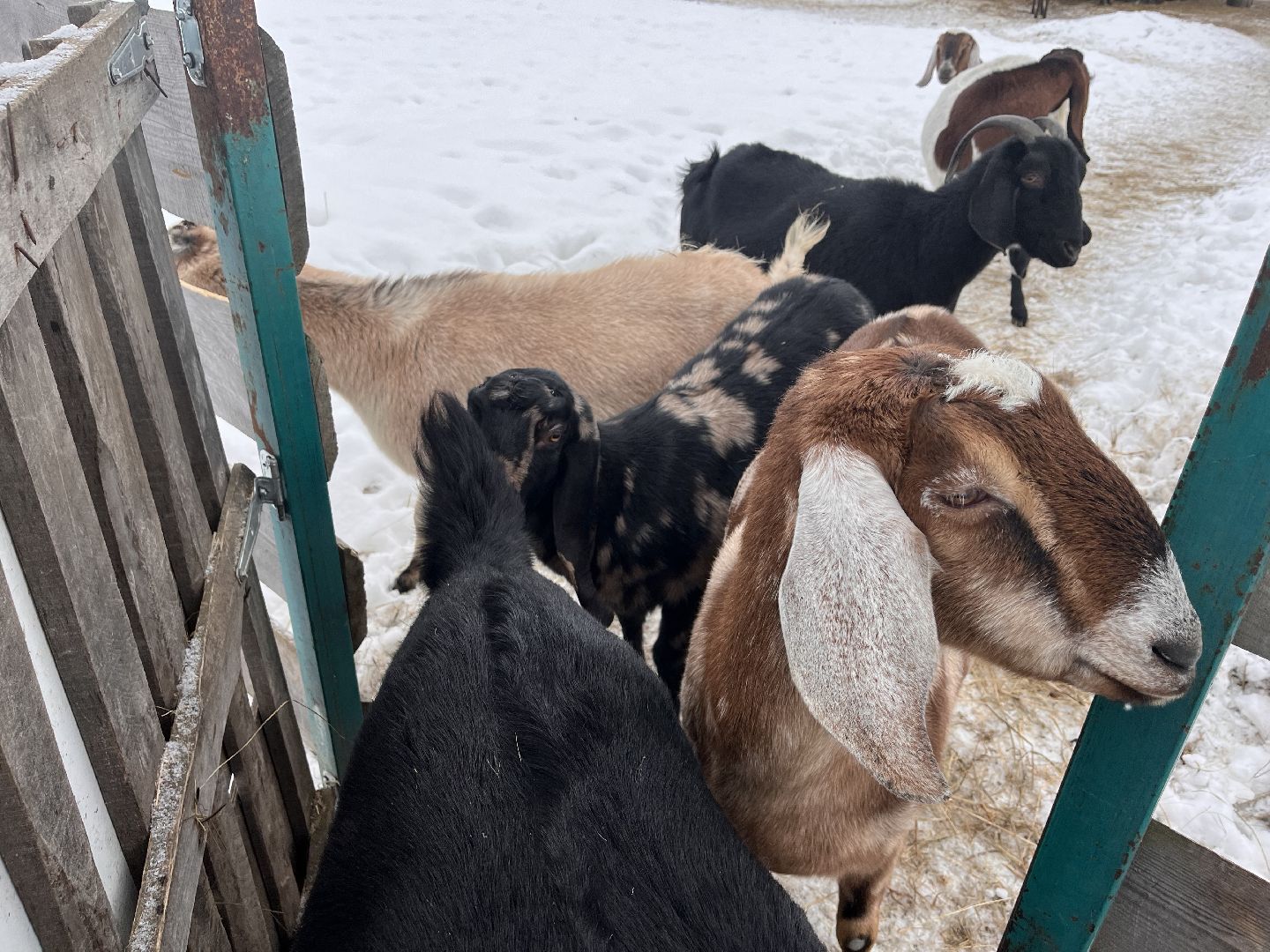 шаховская, козы, ферма, фермерство, фермерское хозяйство,