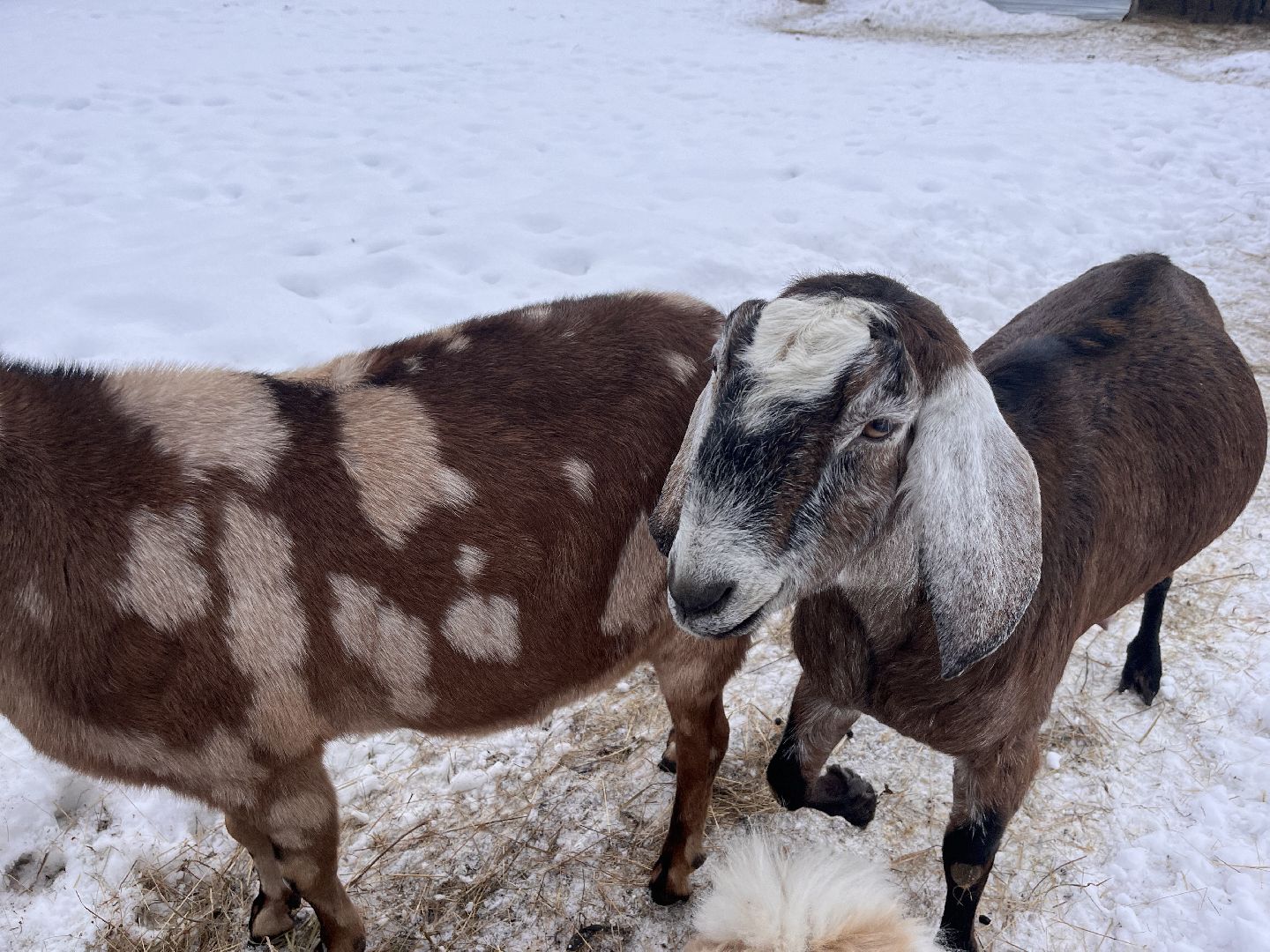 шаховская, козы, ферма, фермерство, фермерское хозяйство,