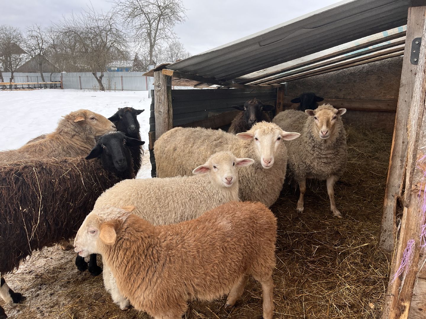 шаховская, козы, ферма, фермерство, фермерское хозяйство,